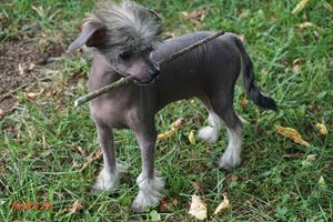 LE XOLO/CRESTIE